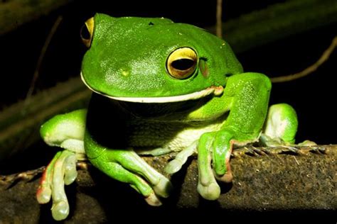 Daintree tree frog. | Tree frogs, Animals, Daintree rainforest