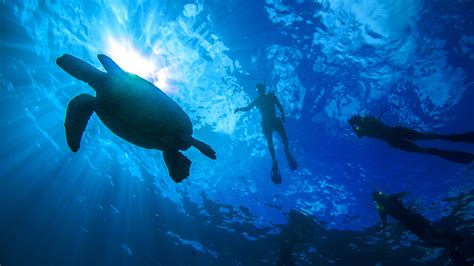 Turtle Canyons Snorkel Excursion - .Hanauma Bay Dive Tours Reservations