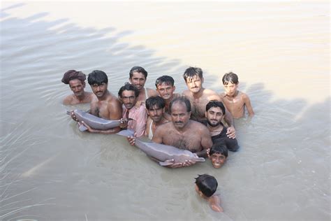 Indus River Dolphins, One of World's Rarest Species is Found in Pakistan!