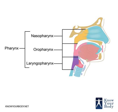 Pharynx - Function, Location, Anatomy, Muscles and FAQs