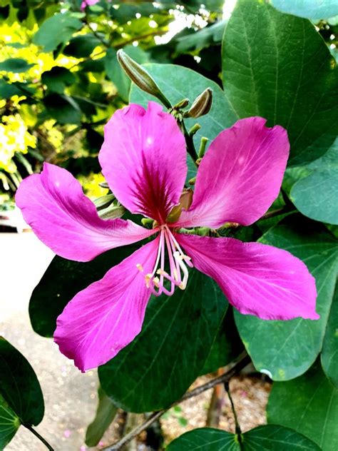 Bauhinia Purpurea or Purple Orchid Tree Stock Image - Image of lilac ...