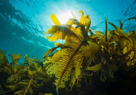 Kelp Forests