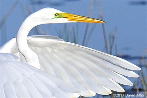 Great Egret | FL | david allio