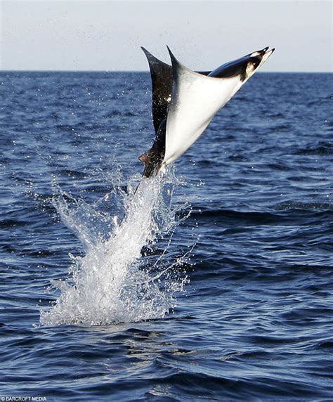 Flying Manta Ray from SwampertLover - hosted by Neoseeker