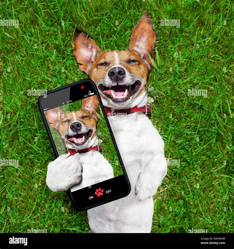 super funny face dog lying on back on green grass and laughing out loud taking a selfie Stock ...