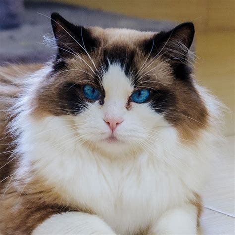 Ragdoll - Conheça tudo sobre a raça de gato Ragdoll | Petlove