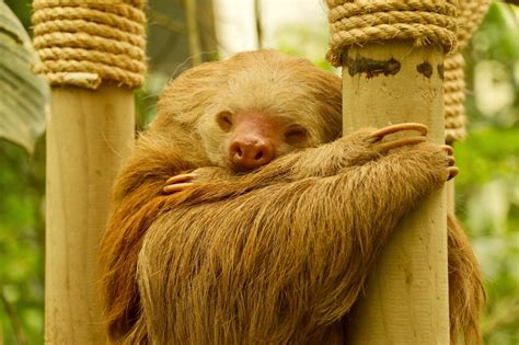 THE SLOTH SANCTUARY - Selina Monteverde Reservations