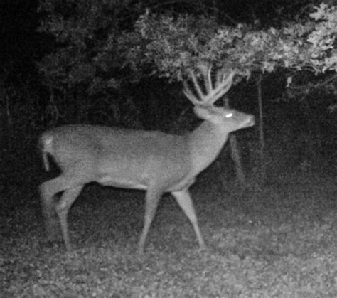 After Season Report: Is World Record Buck Still Walking In Wisconsin ...