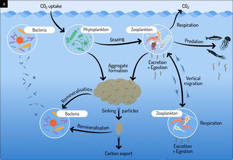 Zooplankton And Phytoplankton