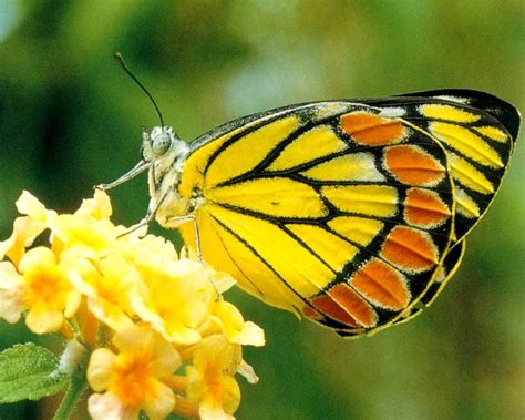 Yellow Butterfly Feeding On Nectar Wallpaper | Urban Art Wallpaper