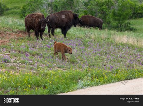 New Baby Bison Walks Image & Photo (Free Trial) | Bigstock