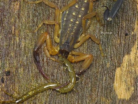 Spotted Scorpion eating centipede - Bird Ecology Study Group