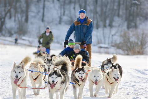 Are Huskies Used As Sled Dogs