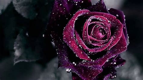 25 Rose Screensaver Wallpapers - Wallpaperboat