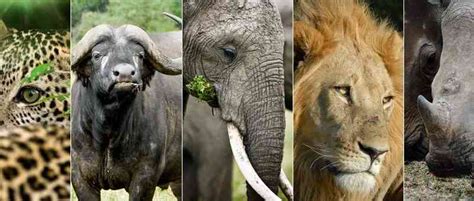 Big 5 Safari Animals | What are Africa's Big 5? | Where to go on Big ...