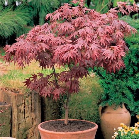 ACER Palmatum Atropurpureum – Horticulture Dumont