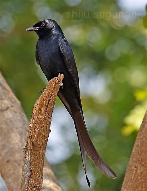 Cranium Bolts: Birds at Hesaraghatta lake