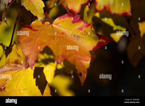 Leaf changes color hi-res stock photography and images - Alamy