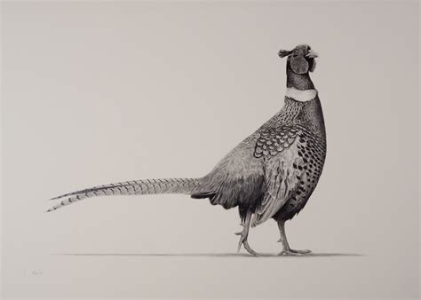 Pheasant Drawing at GetDrawings | Free download