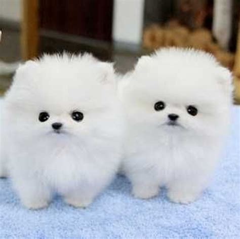 10 Cute Dog Breeds