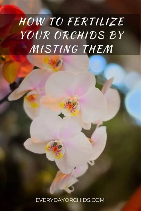 How To Feed Your Orchid Using A Fertilizer Mist Spray - Everyday Orchids