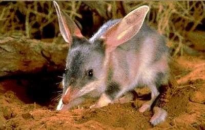 Australian Desert Animals - Wildlife In The Outback