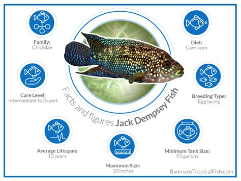 Jack Dempsey Cichlid