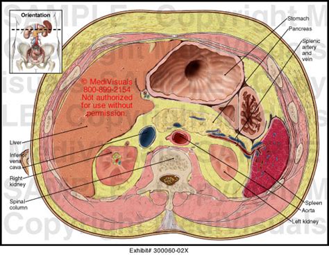 Abdominal Organs Medical Illustration Medivisuals