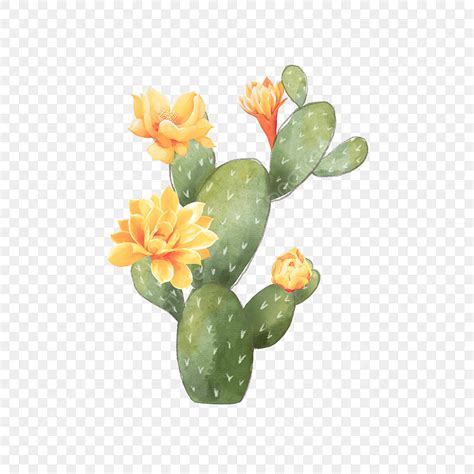 Cactus Desert PNG Picture, Watercolor Cactus Blooming Desert Plant, Yellow Flowers, Succulent ...