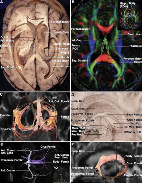 Fornix Function The commissure of the fornix also serves to connect the two