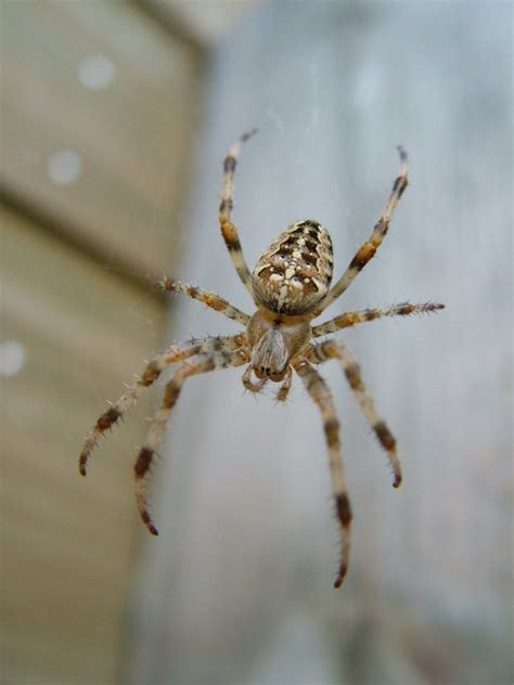 Spider close-up Free Photo Download | FreeImages