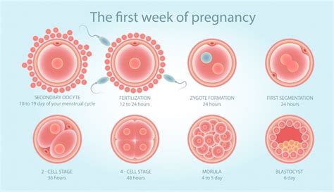 Zygote Vs Embryo Blastocyst And Foetus Whats The Difference