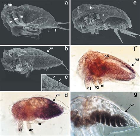 a-g Scanning electron microscopy analysis of Sacculina carcini nauplius ...