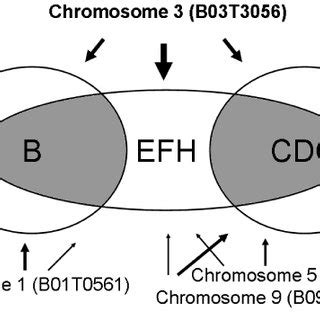 Genotype/phenotype correlation. Schematic of the relationship between... | Download Scientific ...