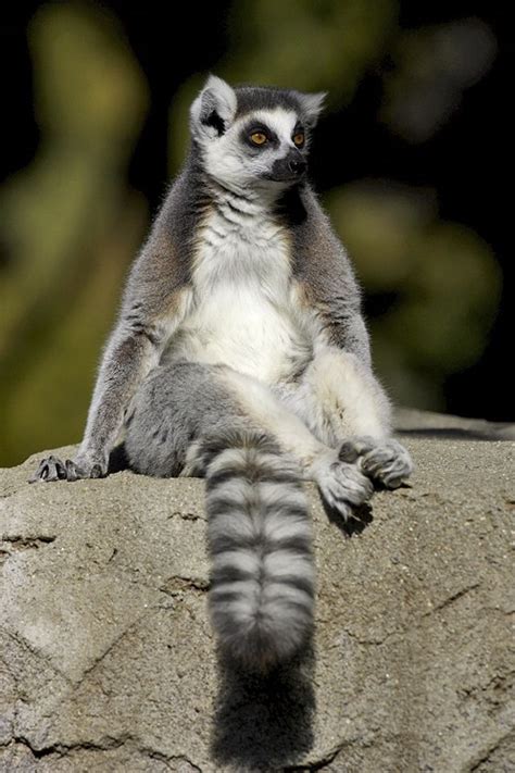 Lounging Lemur by Official San Diego Zoo | San diego zoo safari park, Lemur, San diego zoo