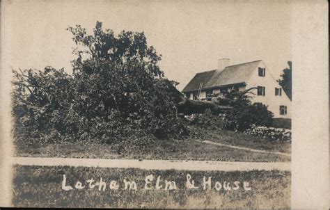 Latham Elm and House New York Postcard