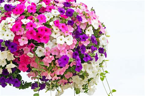 What Are The Best Petunias For Hanging Baskets at Lavern Sanchez blog