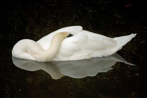 Swan Sleeping While Floating in a Pond | Swan, Swan lake, Birds