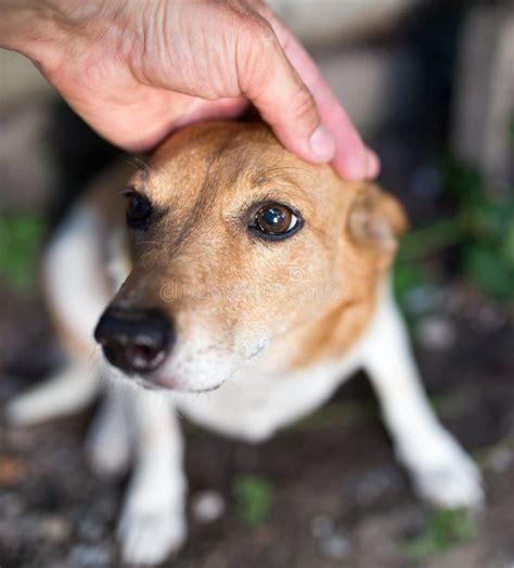 Weasel dog hand on nature stock image. Image of leisure - 105156705