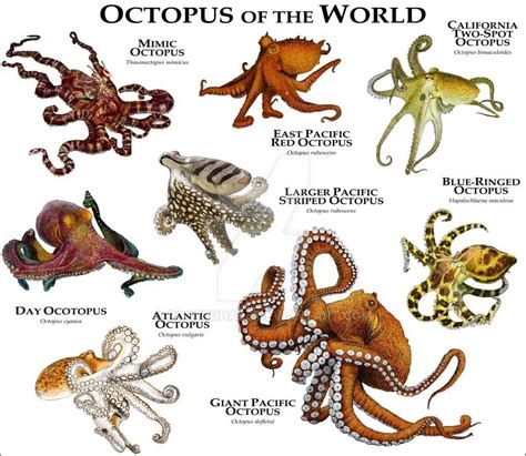 Pin on Cute Little Beasties | Octopus, Giant pacific octopus, Marine animals