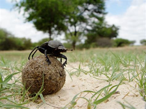 Dung Beetles Navigate Via the Milky Way, First Known in Animal Kingdom – National Geographic Blog