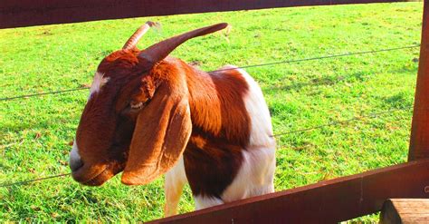 Free stock photo of farm goat, farm life, goat