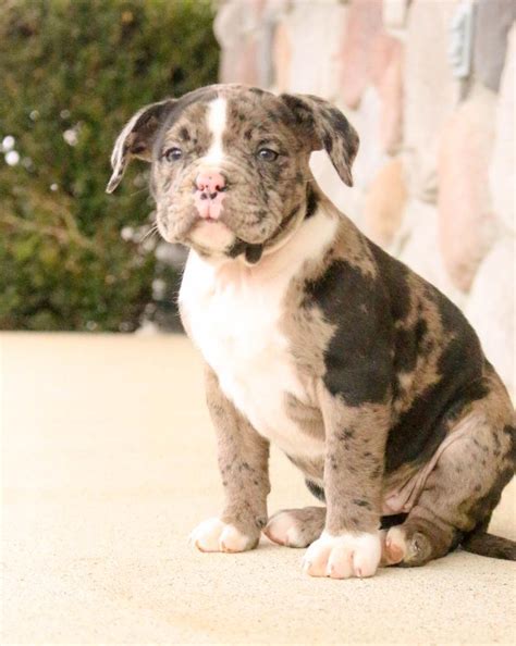 Alapaha Blue Blood Bulldog Puppies for Sale | Lancaster Puppies