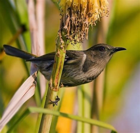 Honeyeater Facts: Description, Taxonomy and systematics - NYK Daily