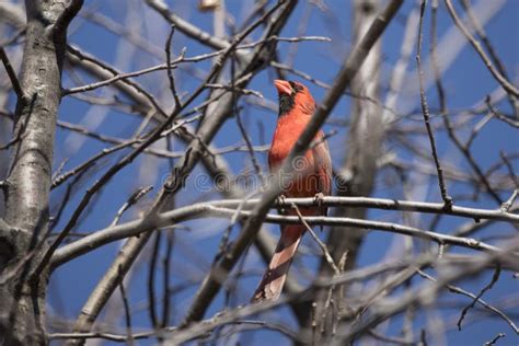 Red Male Cardinal Singing In A Tree Stock Photo - Image of mating, call: 178809812