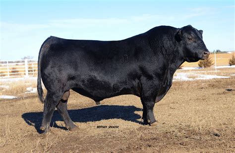 Raven Angus: Herd Sires