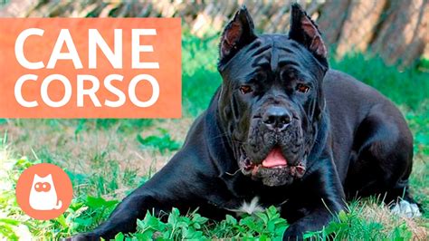 Cane corso - Características y adiestramiento del CANE CORSO - YouTube