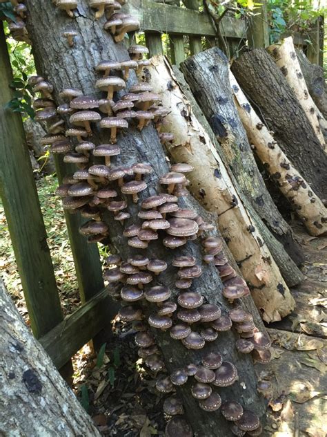 Grow Shiitake Mushrooms in Your Backyard | Gardening in the Panhandle