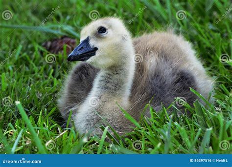 Baby Goose Head Tilt stock photo. Image of notice, looking - 86397516