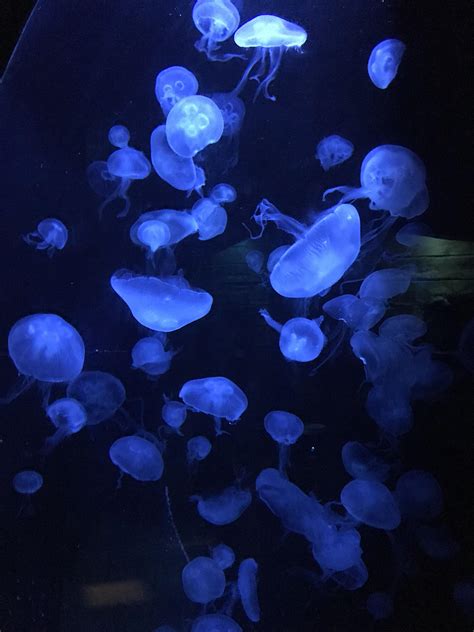 Jellyfish Aquarium